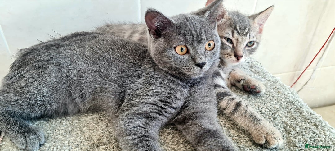 British Shorthair cats for sale: Beautiful Blue British, Lilac, Color point, Tabby  - Image 22