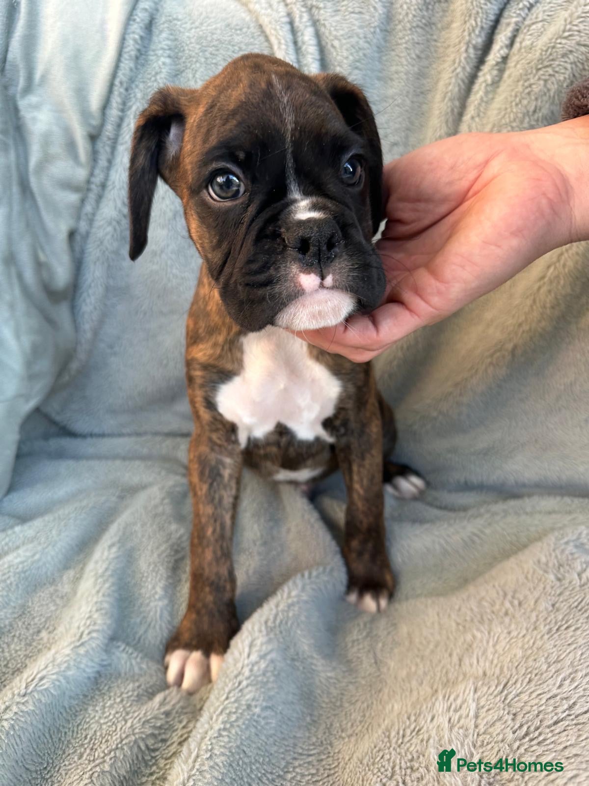Boxer dogs KC Registered Boxer Puppies - health tested - Advert 2
