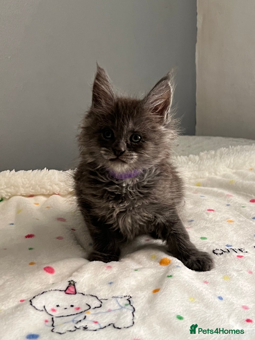 Maine Coon cats for sale: 6 Maine Coon kittens blue colour - Advert 8