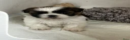 Shih Tzu dogs for sale: Shih Tzu puppies  - Advert 8