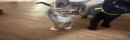 Mixed Breed cats for sale: 5 beautiful kittens  - Advert 21