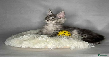 Maine Coon cats - Advert 7