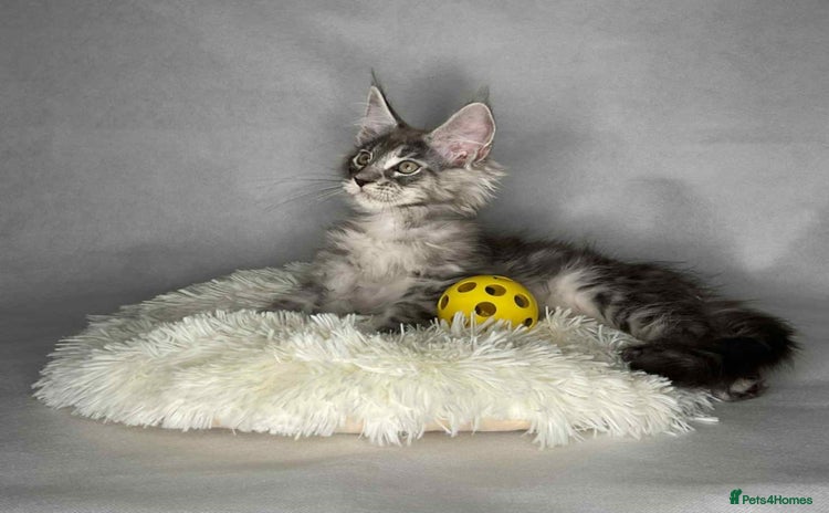 Maine Coon cats - Advert 1