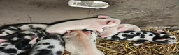 Pig livestock for sale: Kunekune full breed piglets  - Advert 8