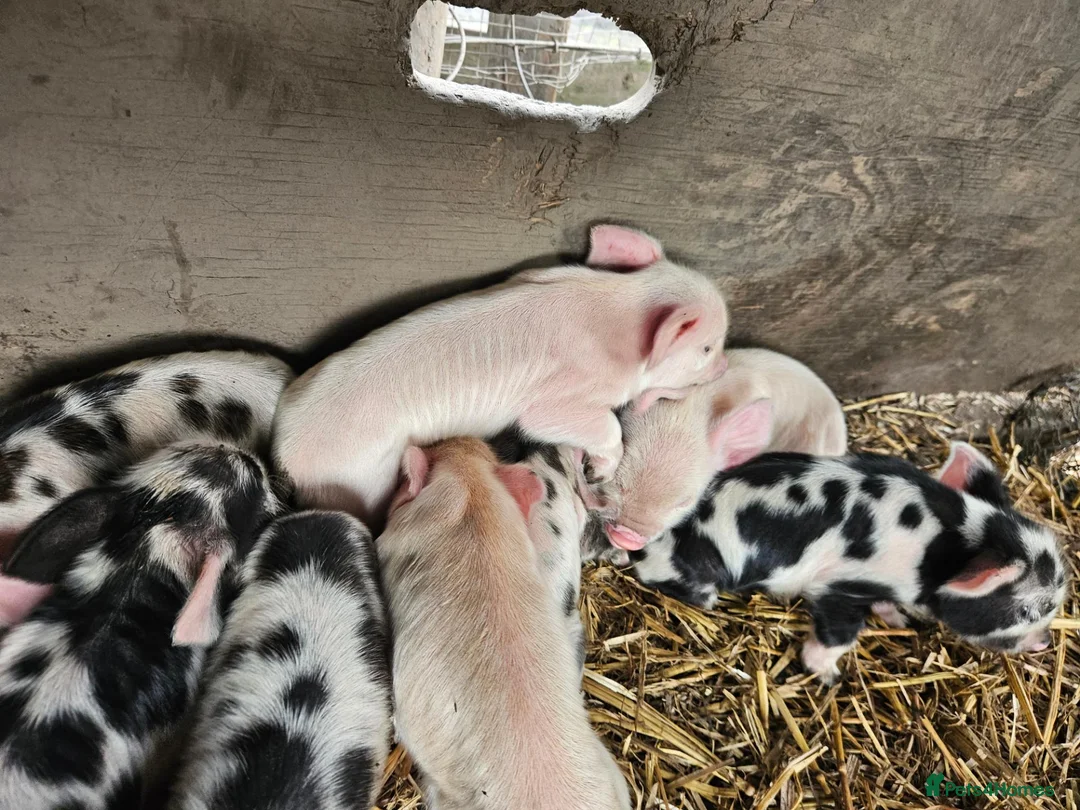 Pig livestock for sale: Kunekune full breed piglets  - Advert 8