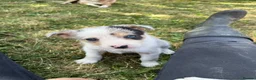 Border Collie dogs for sale: Merle collies for sale 👀 - Advert 4
