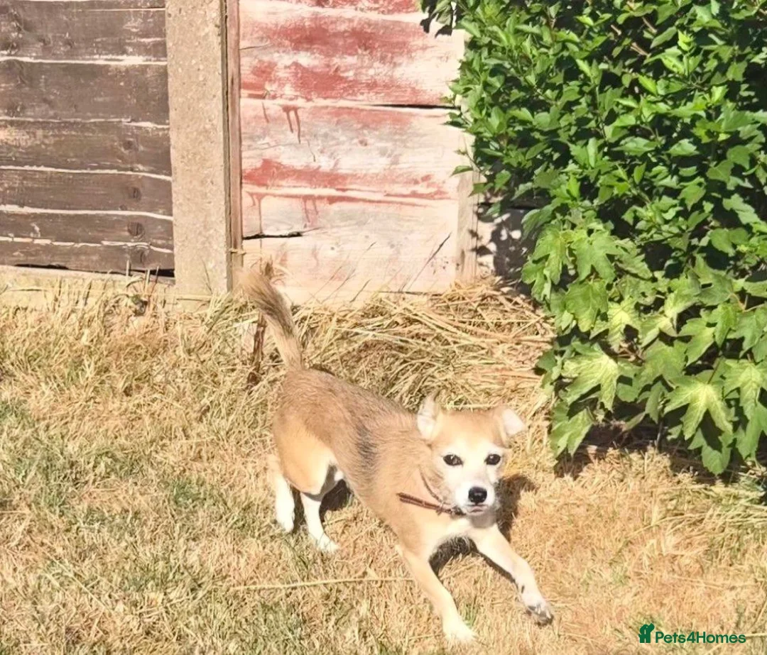 Mixed Breed dogs for sale: Chihuahua cross in Wolverhampton - Advert 4