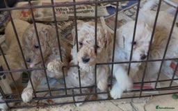 Poochon dogs for sale: Seriously gorgeous farm reared tiny puppies  - Image 20