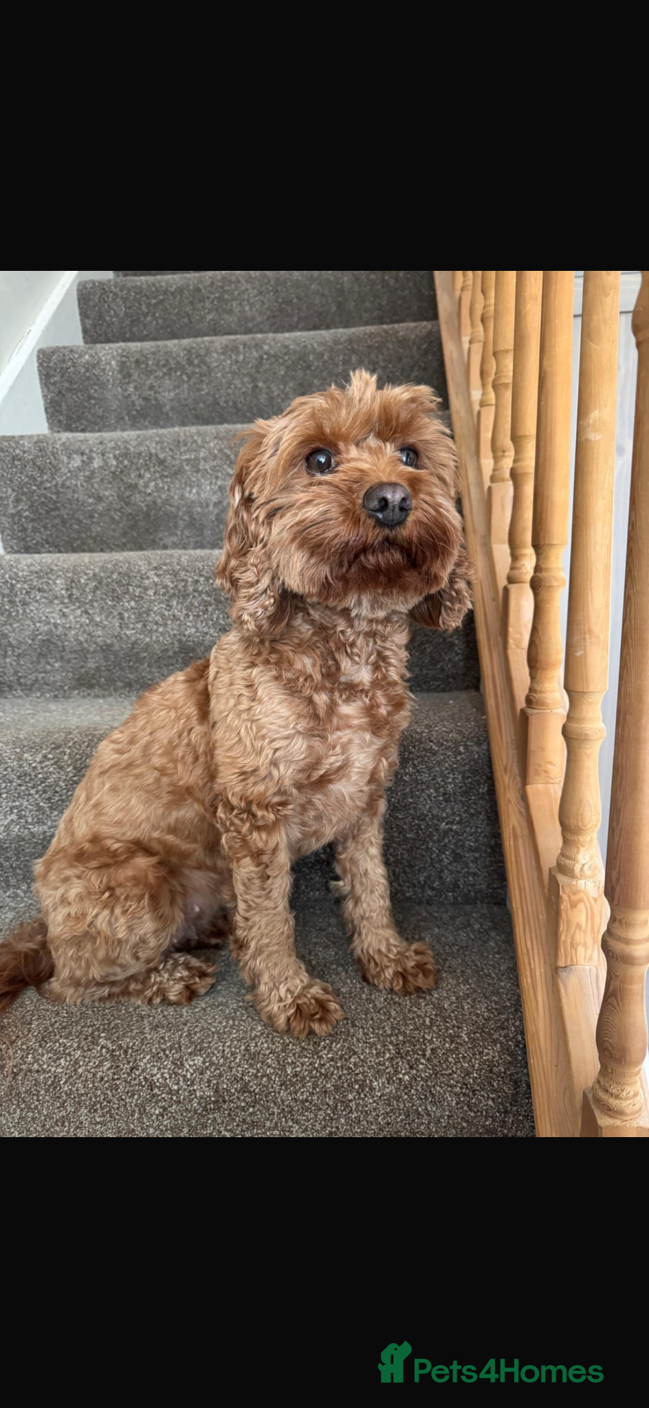Cavapoo dogs Last TEDDY BEAR Cavapoo puppy - stunning litter  - Advert 2