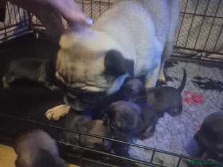 Mixed Breed dogs - Advert 3