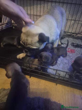 Mixed Breed dogs - Advert 2