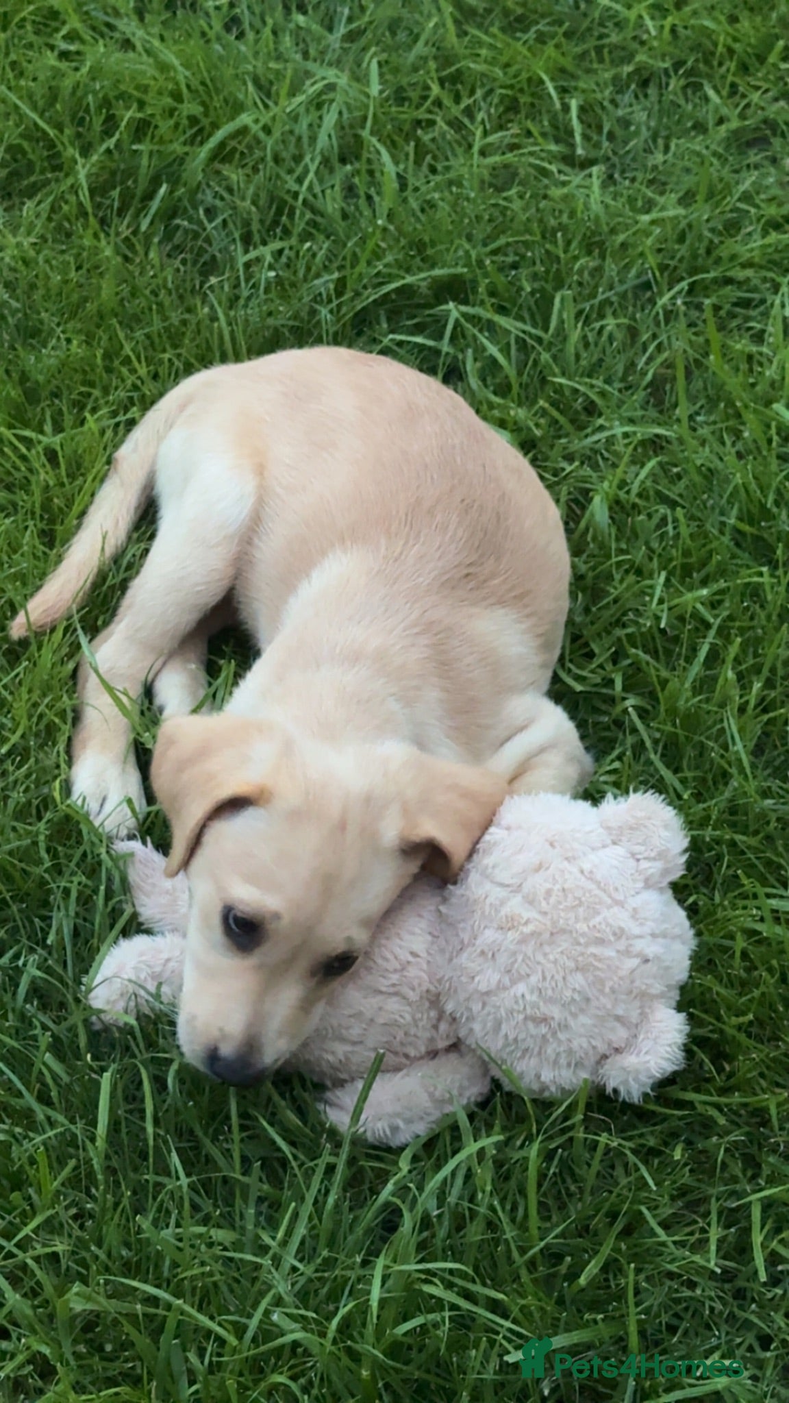 Labrador Retriever dogs Labrador  - Advert 6