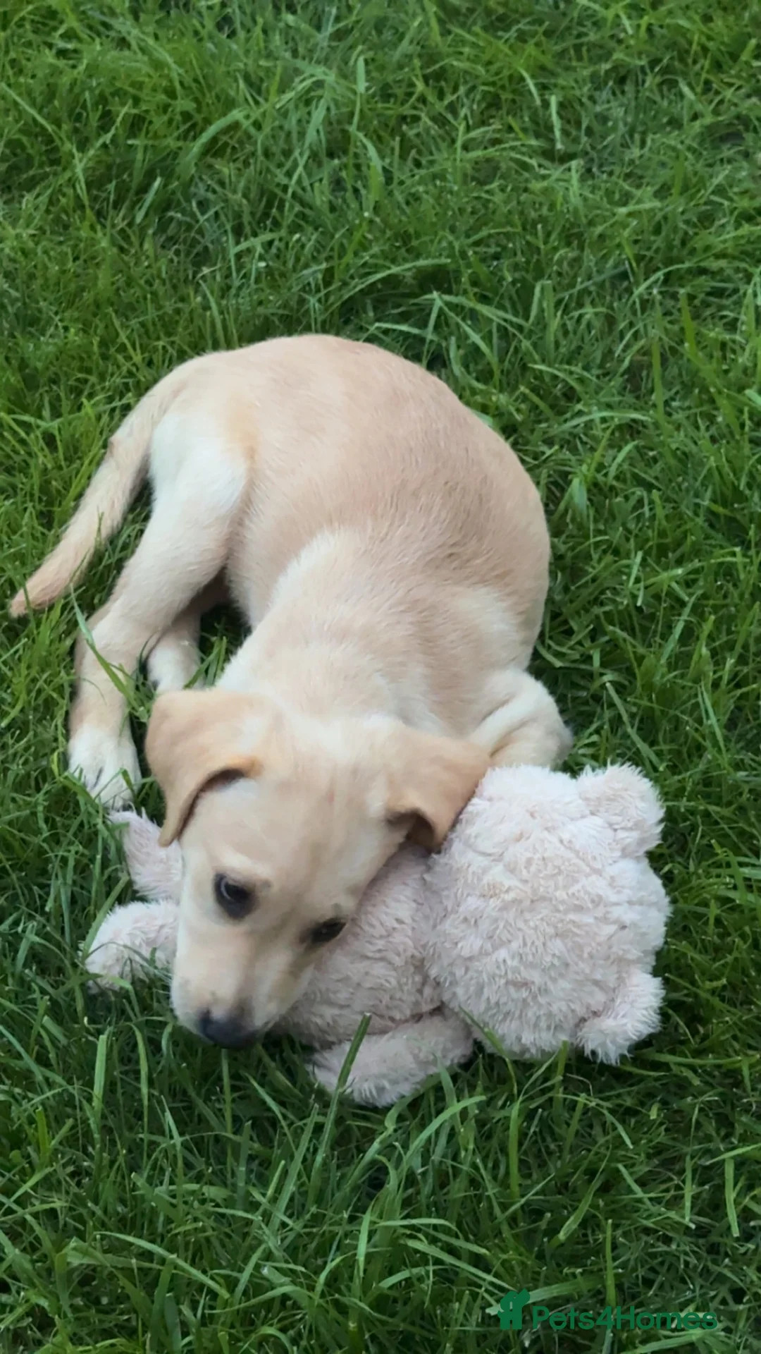 Labrador Retriever dogs for sale: Labrador  in York - Advert 1