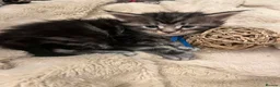 Maine Coon cats for sale: **PURE Maine Coon Kittens** 2 Boys / 4 Girls - Advert 21