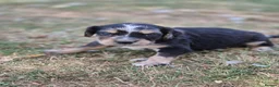 Mixed Breed dogs for sale: Dakota Sport Retriever (Special Colours) - Advert 8