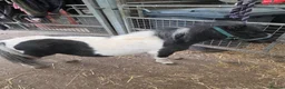 Shetland pony horses for sale: Piebald Minature shetland colt  - Advert 7