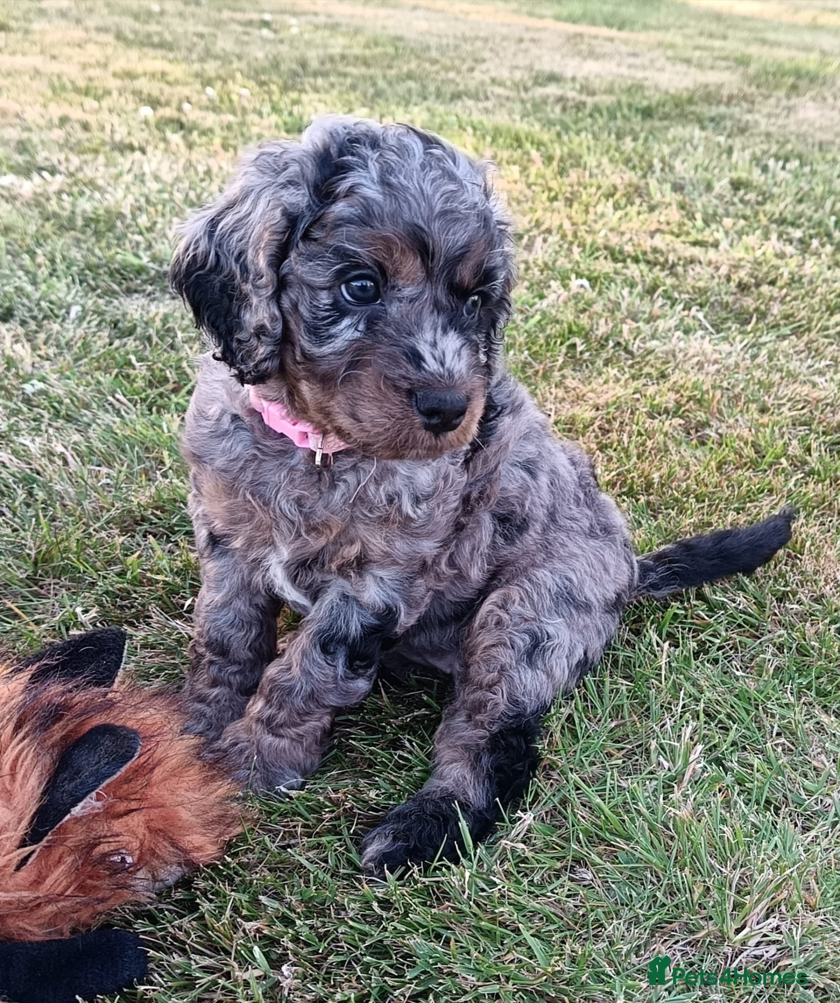 Cockapoo dogs Only one blue merle girl left, F2B Cockapoo  - Advert 4