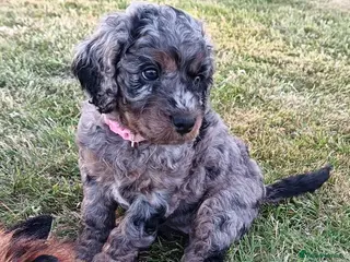 Cockapoo dogs Only one blue merle girl left, F2B Cockapoo - Advert 16