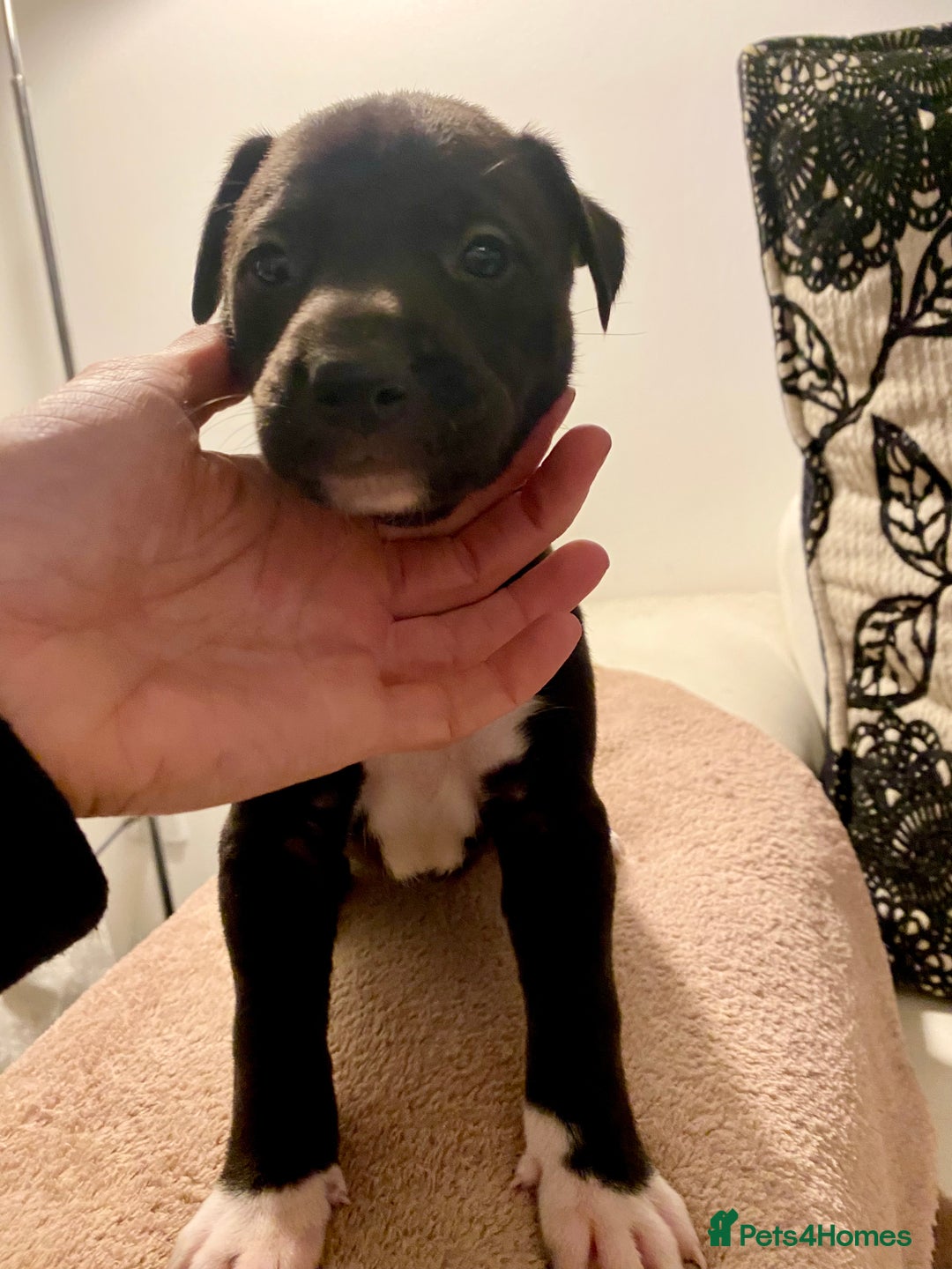 Lurcher dogs for sale: Fantastic bred lurcher puppies. Bull x - Advert 9