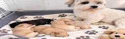 Shihpoo dogs for sale: REDUSEC Two left- SHIHPOO × TOY POODLE PUPPIES - Advert 14
