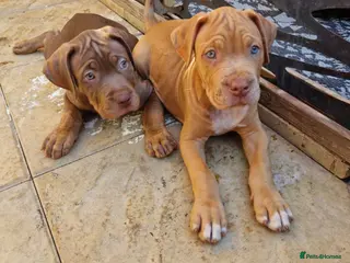 Mastiff dogs Mastiff Puppies {Merle} - Advert 1