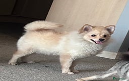 German Spitz dogs for sale: German spitz for sale  - Image 2