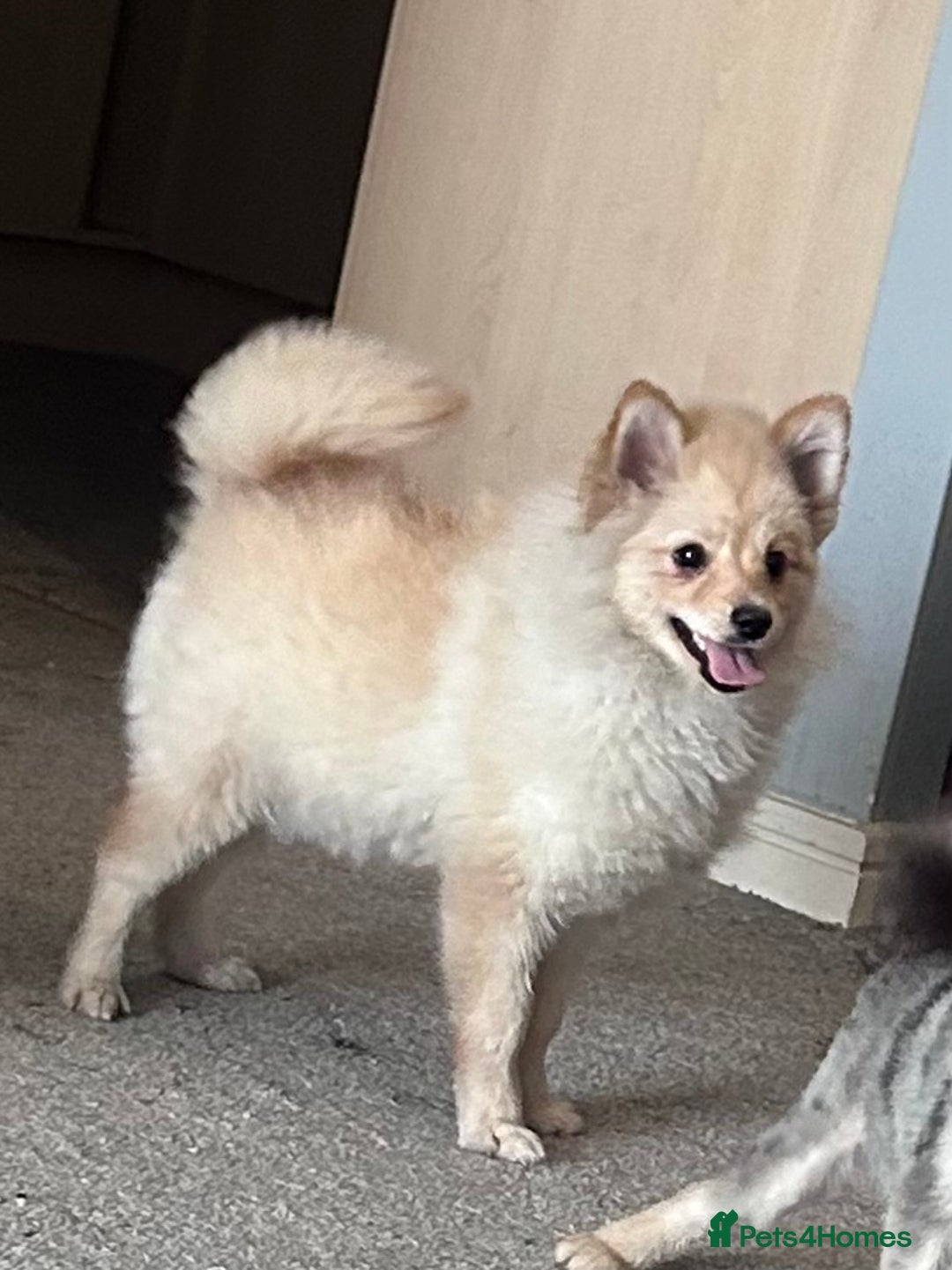 German Spitz dogs for sale: German spitz for sale  - Image 2