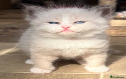 Siberian cats for sale: Siberian  in Southport - Image 7
