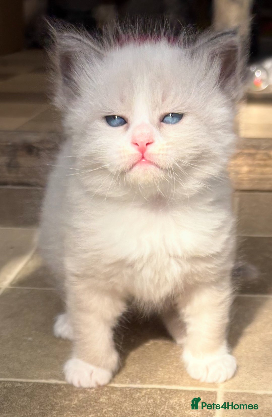 Siberian cats for sale: Siberian  in Southport - Image 7