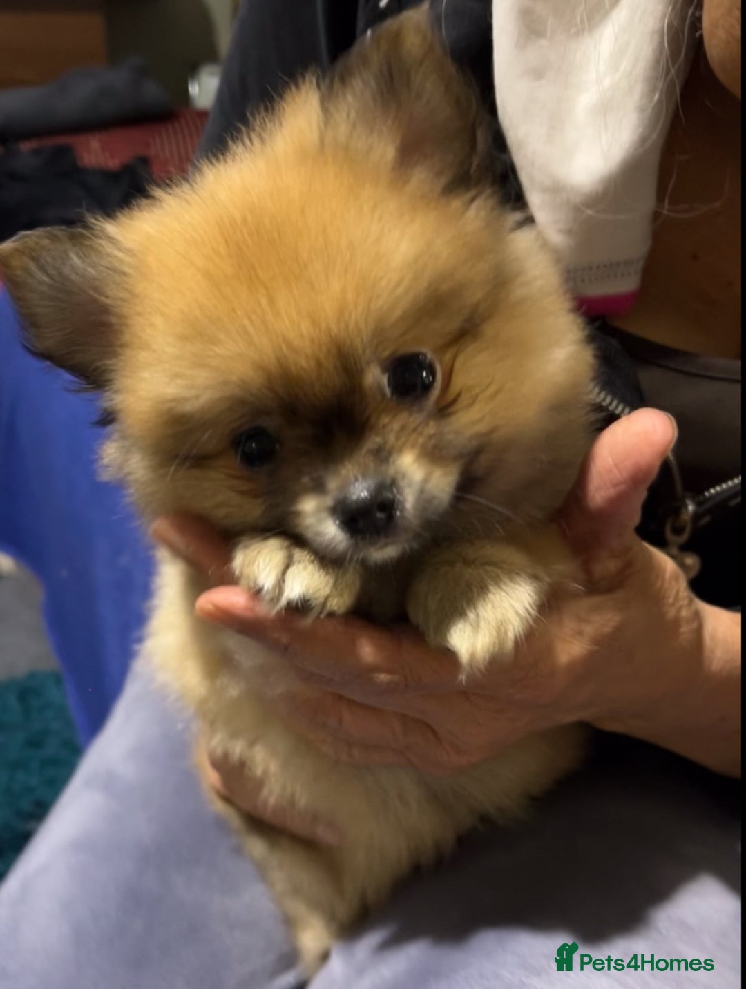 Pomeranian dogs for sale: Pom puppy for sale  - Image 3