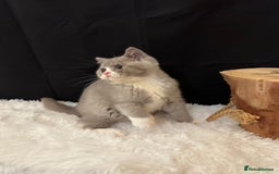 British Shorthair cats for sale: 💗 Gorgeous Full Pedigree BSH Trusted Breeder 💗 - Image 21