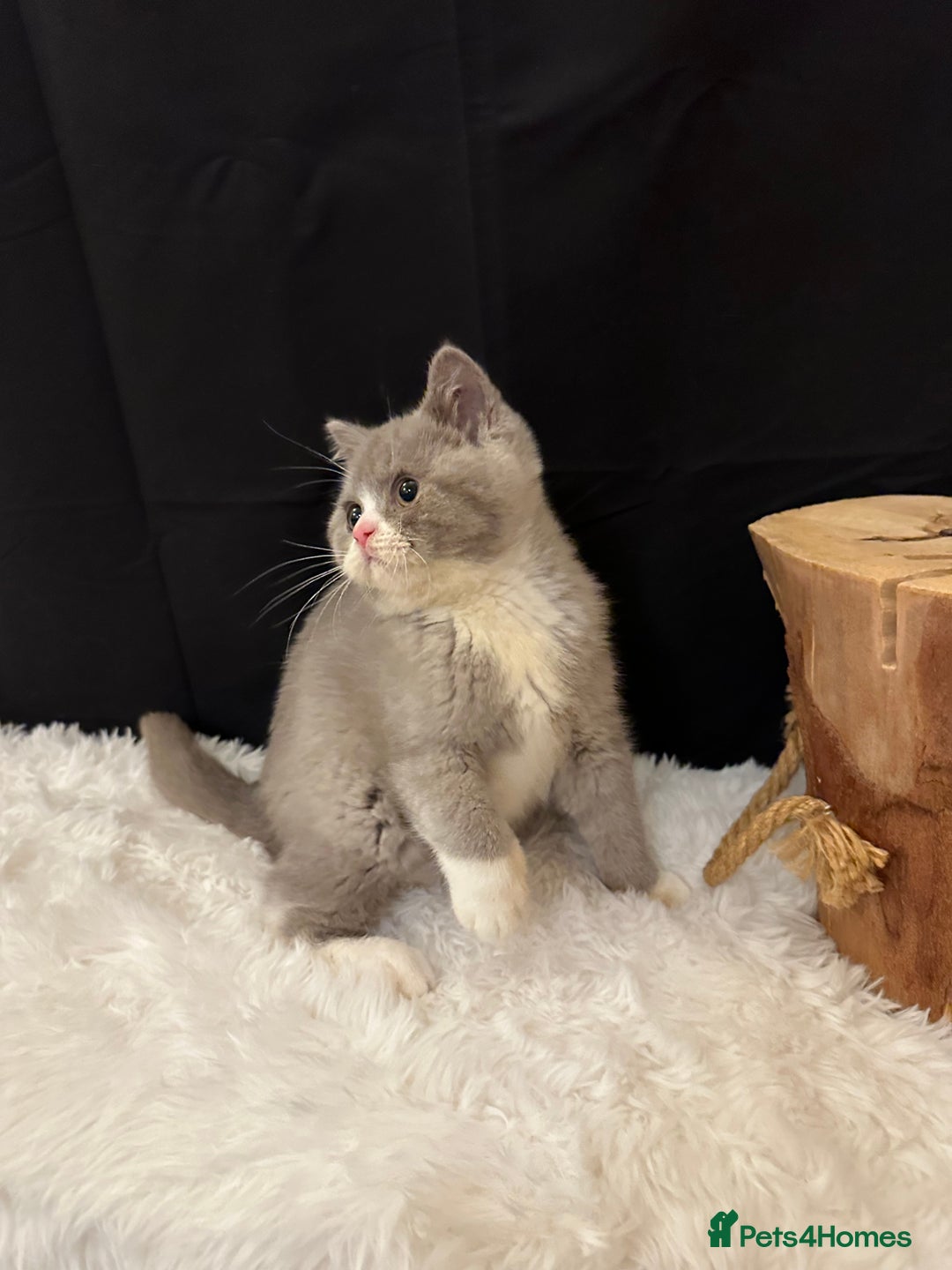 British Shorthair cats for sale: 💗 Gorgeous Full Pedigree BSH Trusted Breeder 💗 - Image 21