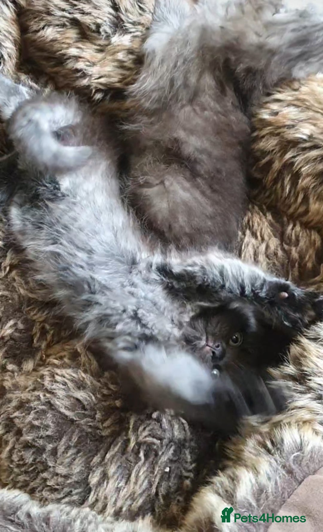 Mixed Breed cats for sale: Beautiful male kitten  - Image 9