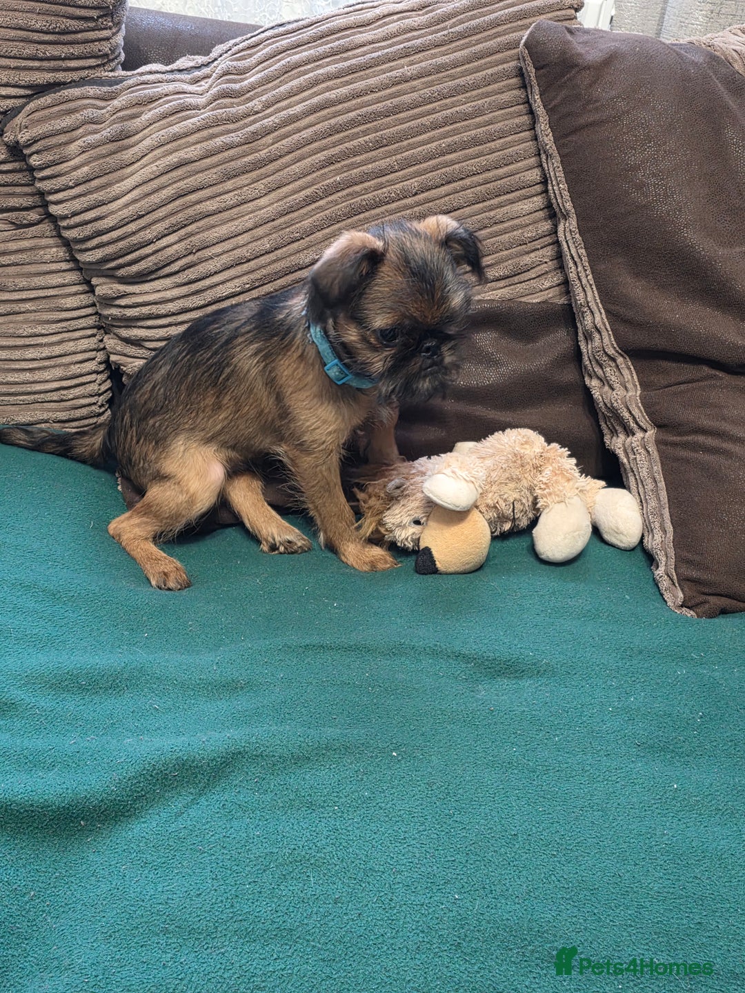 Griffon Bruxellois dogs for sale: Griffon Bruxellois KC registered - Advert 7