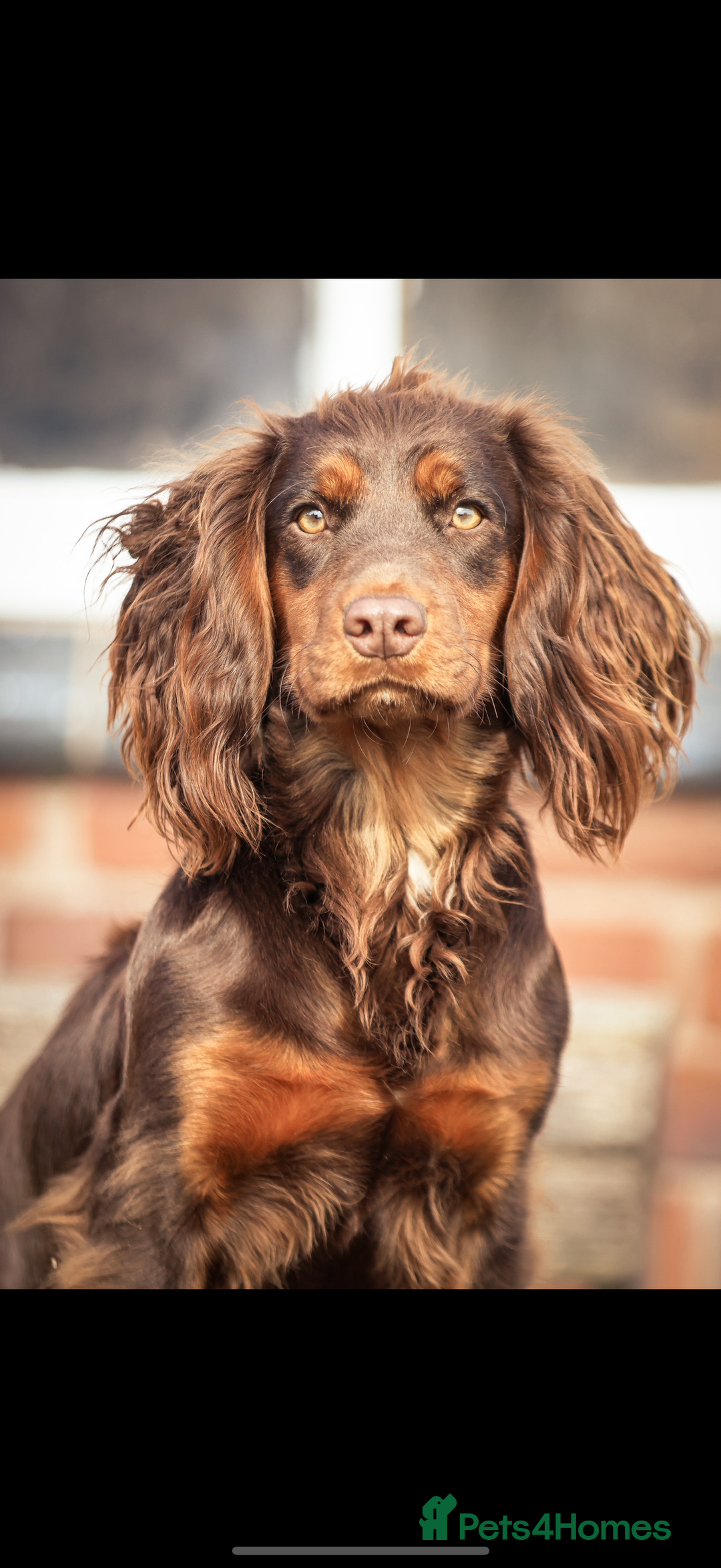 Cocker Spaniel dogs for sale: 8 health checked true quality working cocker pups - Advert 3