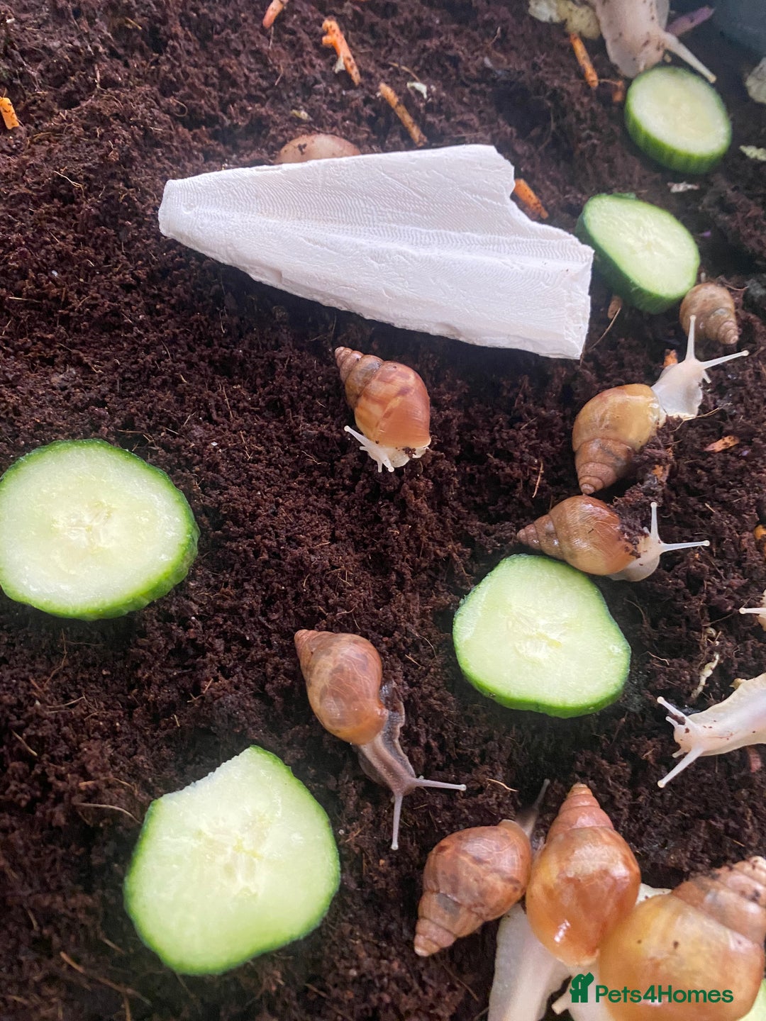 Snails invertebrates for sale: Beautiful Variety of African Land Snails  - Image 2