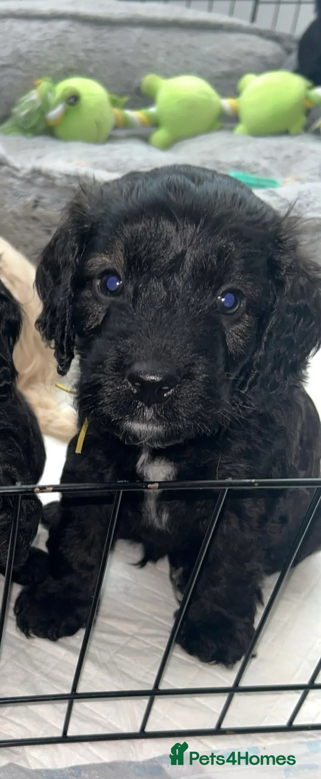 Cockapoo dogs for sale: Cockapoo puppies looking for forever homes  in Sunderland - Advert 2