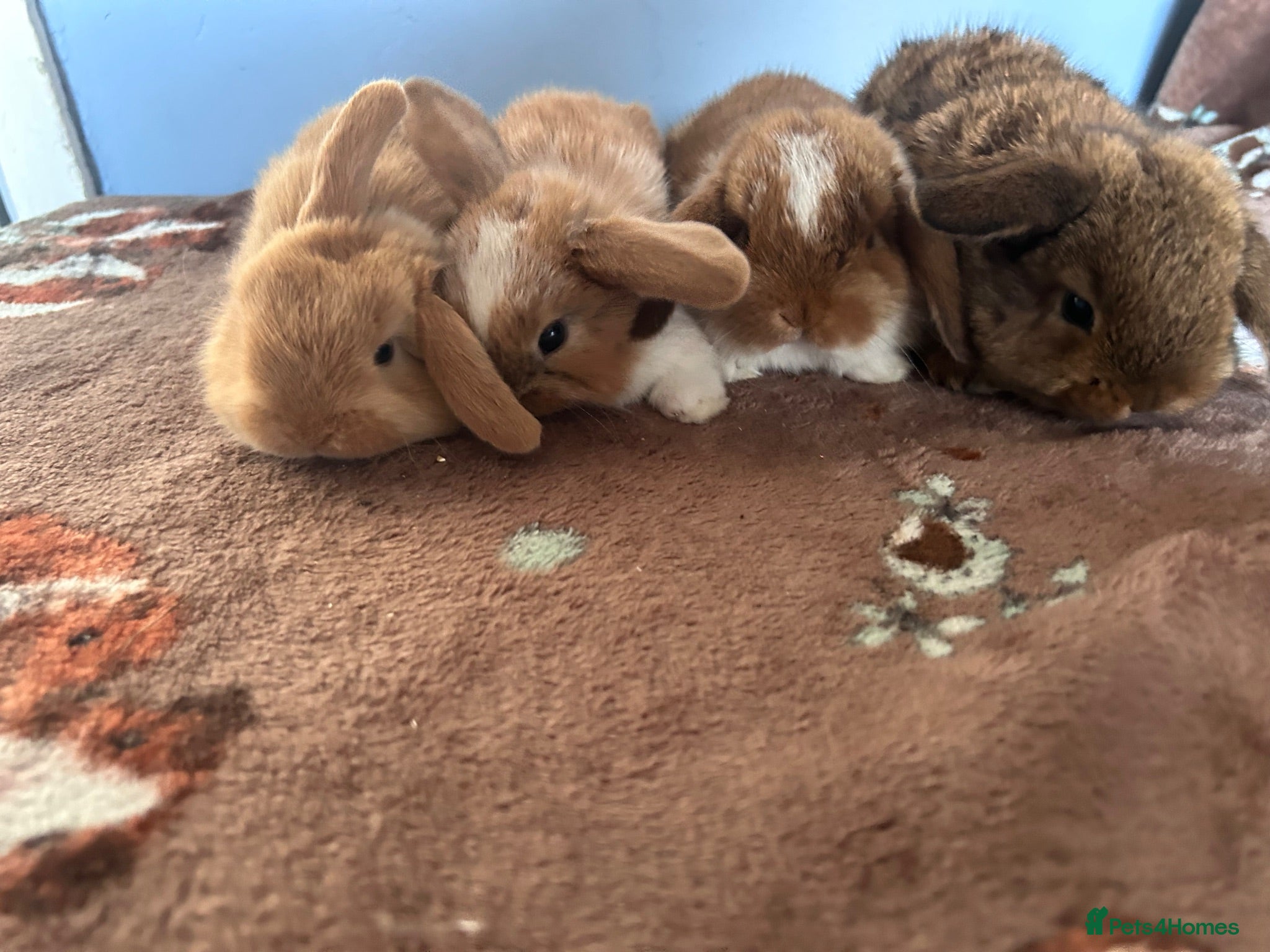 Mini Lop rabbits Mini Loops up for Reservation  - Advert 3