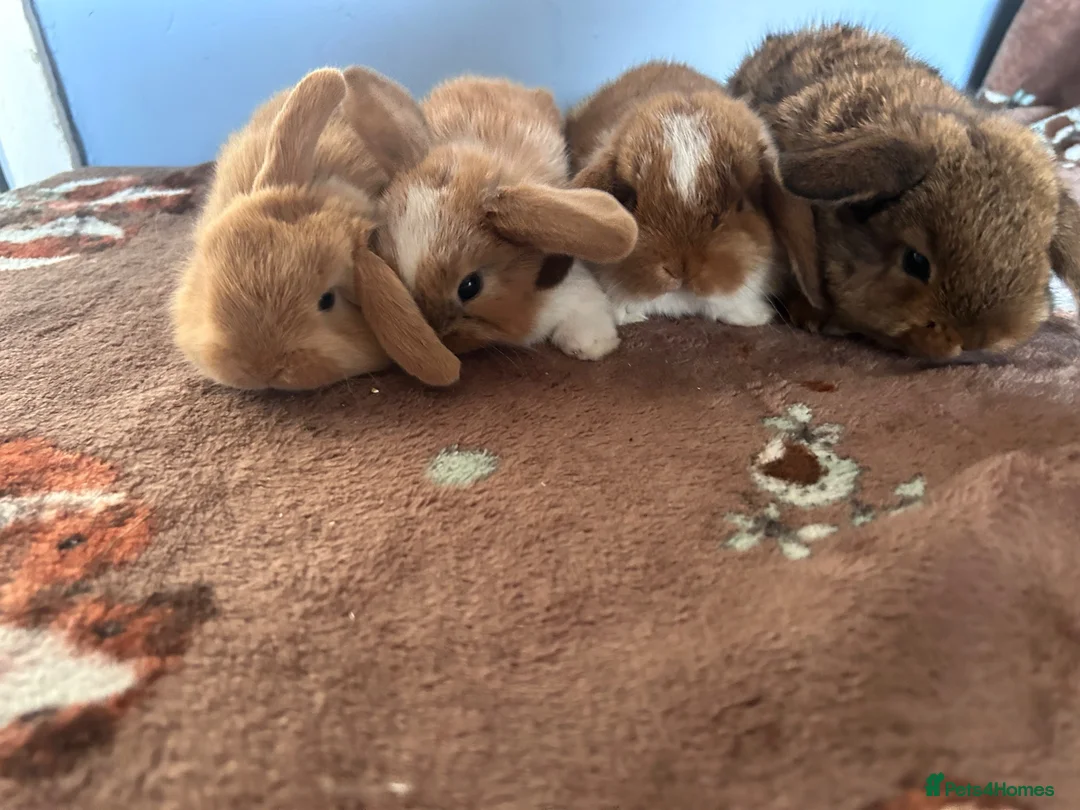 Mini Lop rabbits for sale: Mini Loops up for Reservation  - Advert 1