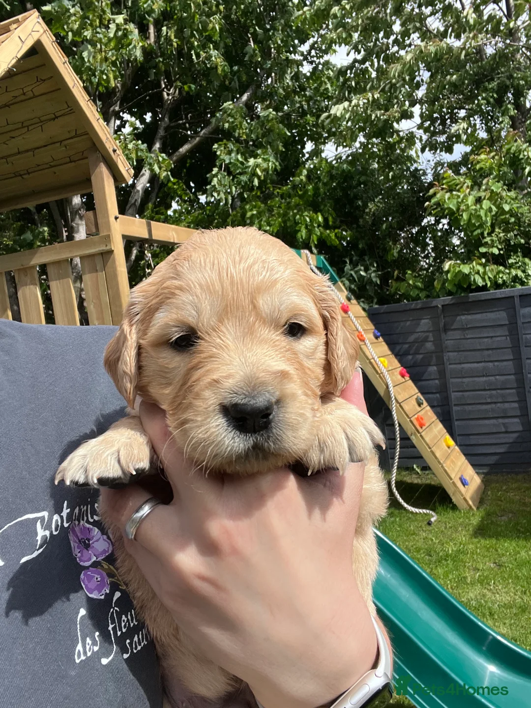Golden Retriever dogs for sale: Male Golden Retriever puppy  - Advert 8
