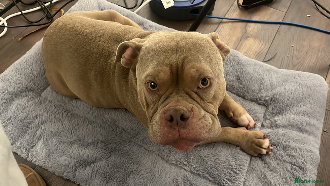 American Bully dogs for sale: Super loving Pocket bully rehome - Image 2