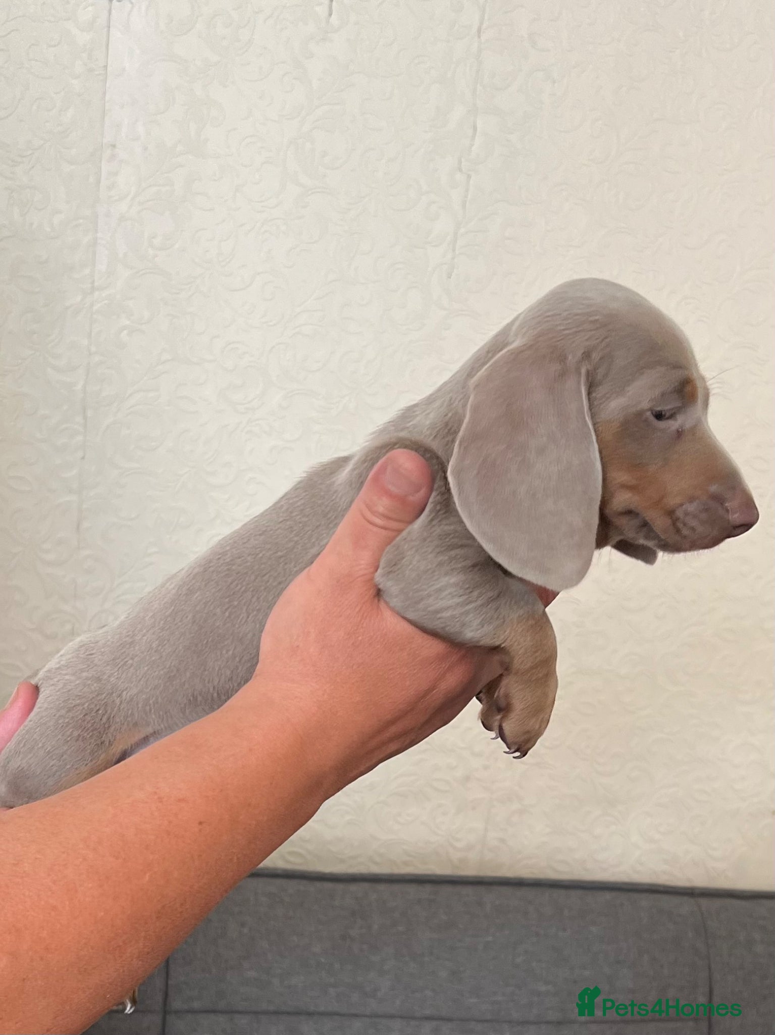 Miniature Dachshund dogs Miniature dachshund  - Advert 1