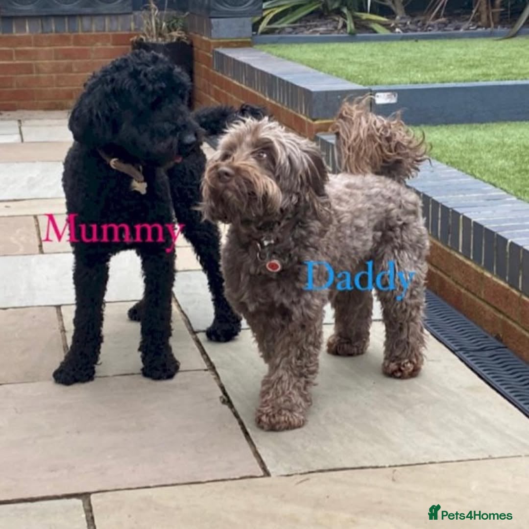Cockapoo dogs for sale: 📍Gorgeous F3 Cockapoo Puppies – 5⭐ Homes Only - Advert 5