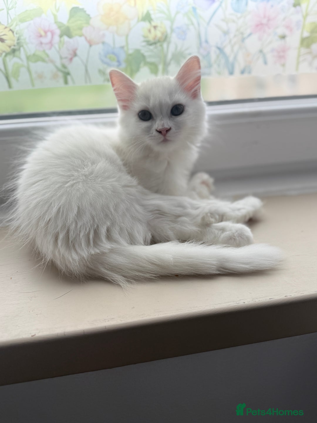 Persian cats for sale: Loving Persian x Maine Coon Kittens Indoors only - Image 5