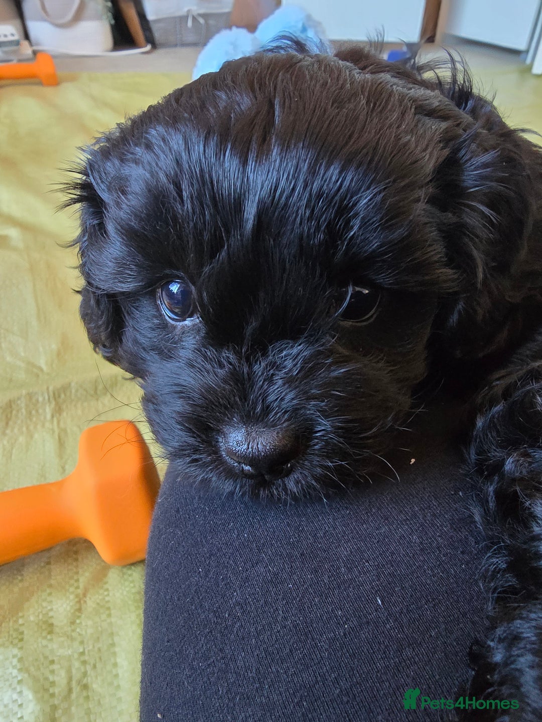 Shihpoo dogs for sale: 5 beautiful Shihpoo puppies - Advert 19