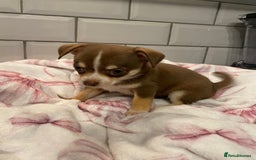 Chihuahua dogs for sale: Chihuahua puppies for sale  - Image 13