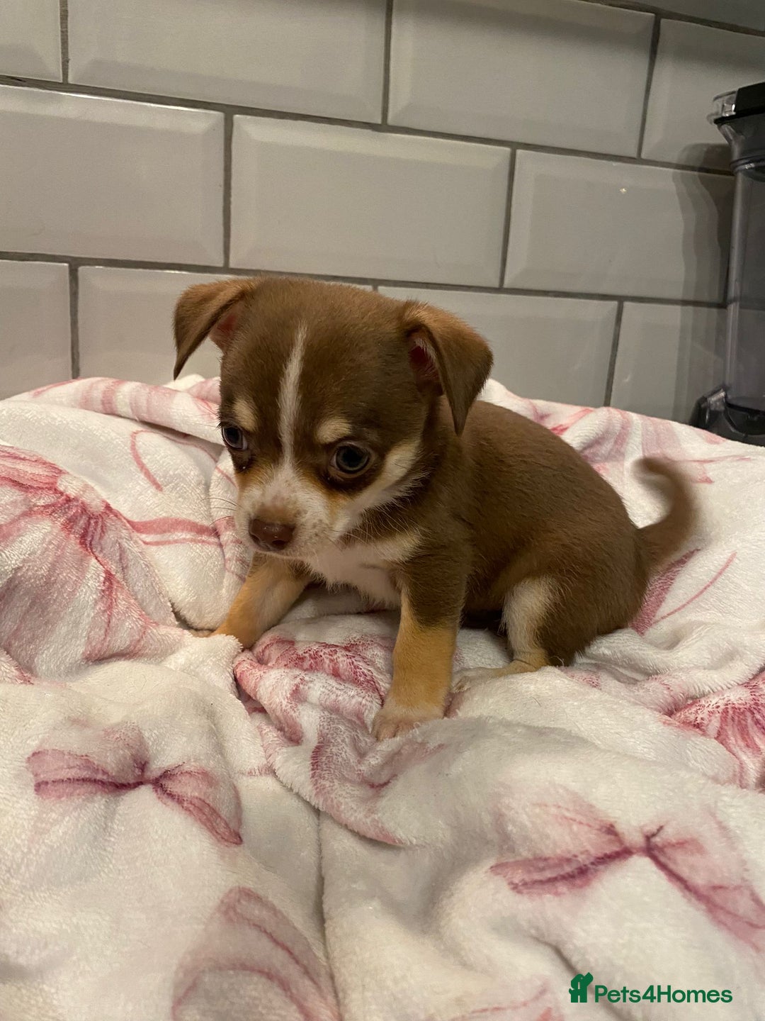 Chihuahua dogs for sale: Chihuahua puppies for sale  - Image 13