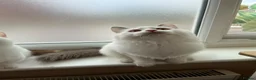 Munchkin cats for sale: Beautiful long legs Munchkin×BSH kittens  - Advert 31