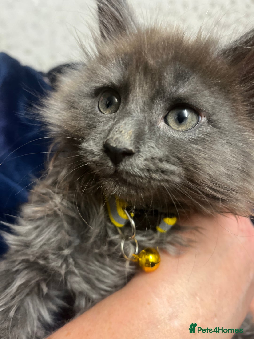 Maine Coon cats for sale: Purebred Maine Coons kittens.  - Advert 6