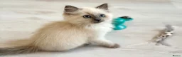 Ragdoll cats for sale: Beautiful baby girl - Advert 1